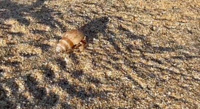 夜訪沙蟹導覽捉放蟹惹議　墾丁凱撒致歉將檢討改善