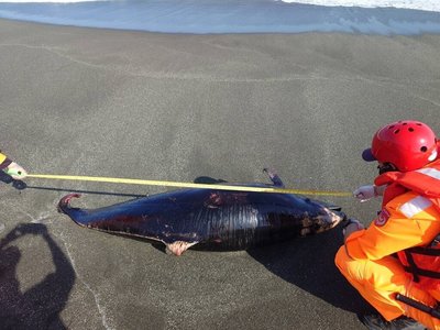 台東長濱海灘發現死亡弗氏海豚　岸巡送成大檢驗