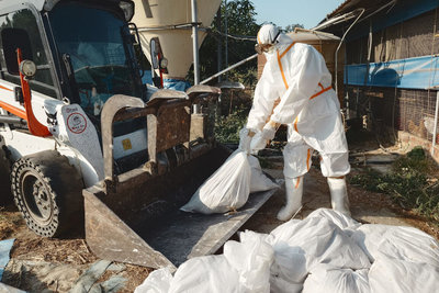 台南養雞場確診H5N1禽流感　撲殺1萬836隻