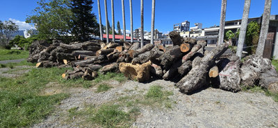 西瓜田藏貴重漂流木　宜檢查獲143根、起訴18嫌