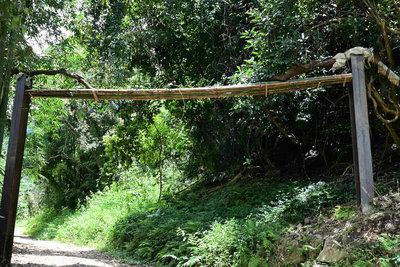 台南南山林道修復　增動物通道與鴨腱藤保護設施