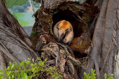 動物是老師　高雄野森動物學校2月門票1/23起預購
