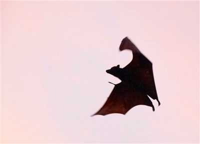 立百病毒將列第5類法定傳染病　症狀、預防方式QA一次看