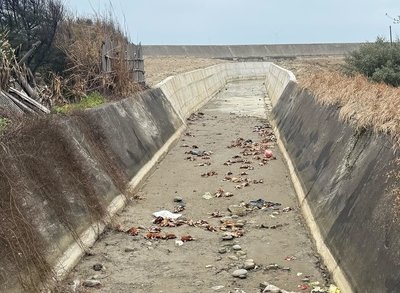 苗栗後龍出海口大排驚見逾百死雞　動防所採檢清消