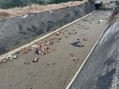 苗栗後龍棄置雞屍檢出H5N1　源頭疑來自台中養禽場