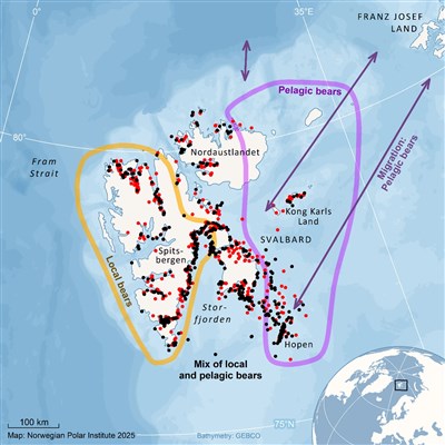 海冰消融挪威北極熊反變壯　科學家也意外