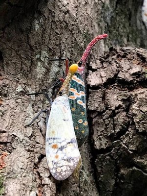 龍眼雞是外型鮮艷蠟蟬 114年自外來入侵種除名