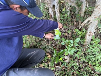 竹市防治疣胸琉璃蟻　設熱點放餌並供免費領藥劑