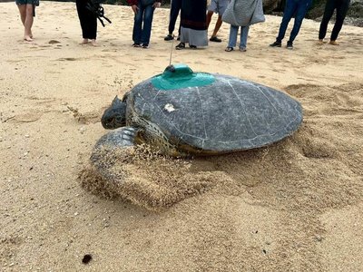 疑海溫上升延長繁殖時序 小琉球海龜冬季返回產卵