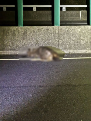 國3台南白河段小客車暗夜撞水鹿 鹿死車損無人傷