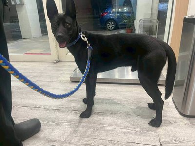 飼主不滿遭家犬咬傷氣憤毆狗　中市府介入調查