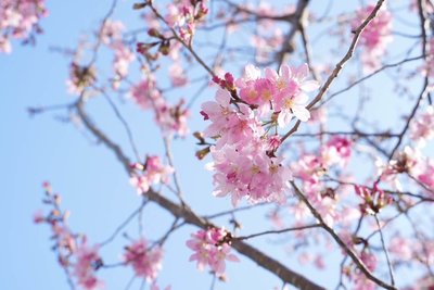 北橫櫻花陸續綻放　桃園市府推出散步地圖引領賞花