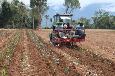 茶飲藍海 林和春以機械結合數位化提升茶產業