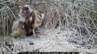 林邊溪發現全台最南草鴞繁殖 林保署屏南推生態給付