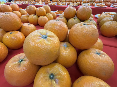 竹縣推出年味市集　行銷在地柑桔產業