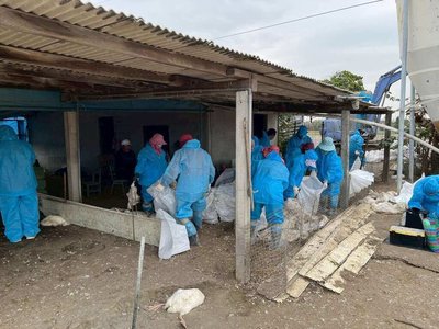 雲林四湖禽場棄置逾300斃死肉鵝　染H5N1禽流感、縣府撲殺開罰