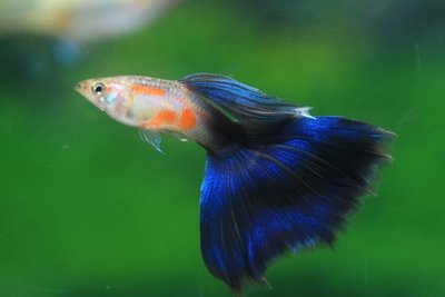 新北動保處監測觀賞魚檢疫  水族外銷流程優化