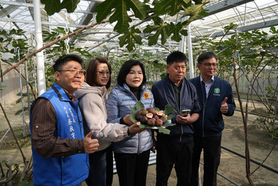 導入智慧科技  雲林無花果農省時又省工