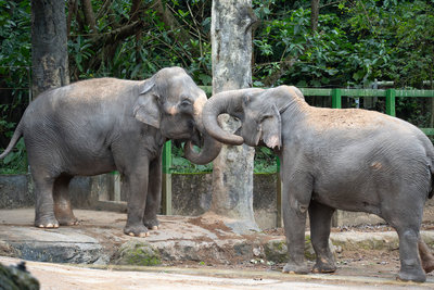 熱帶雨林區將翻新 北市動物園邀約走訪添回憶