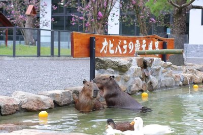 宜蘭樹懶餐廳爭議 南投九九峰樂園團隊進駐照顧動物