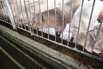 養豬協會：不怕美豬關稅降  籲產地標示應立法