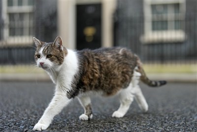 英首席捕鼠官就職15週年歷6任首相 政壇動盪中穩定象徵