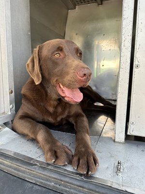 幼訓到一線尖兵　台美基因結晶緝毒犬Rafa破大案獲表揚