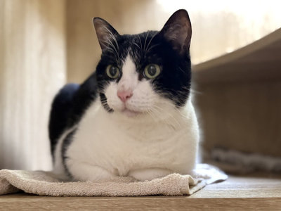 吳崢直播愛貓阿咪亂入 網友刷留言指定餵食