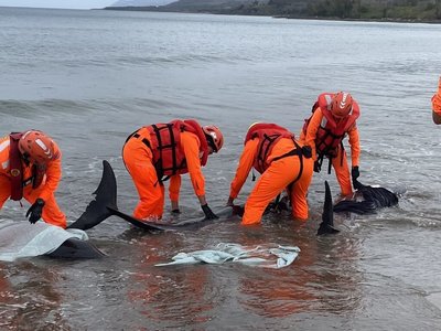 屏東11隻小虎鯨擱淺7隻生還  海巡搶救管制現場