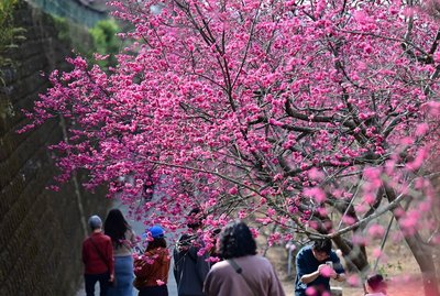 嘉縣半天岩私人八重櫻園綻放 自由參訪帶動觀光