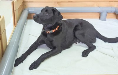 引進澳洲種犬精液助孕　惠光培育更健康導盲犬