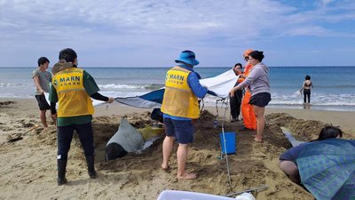 小虎鯨擱淺屏東沙灘　7隻獲救將由漁船載運野放