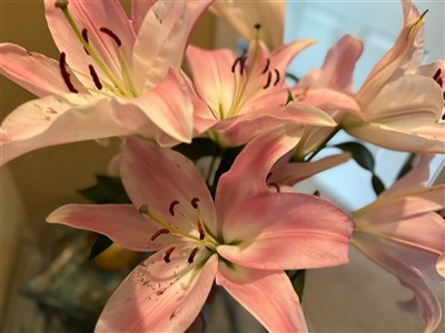 百合花容易使貓中毒　新北動保處籲飼主注意