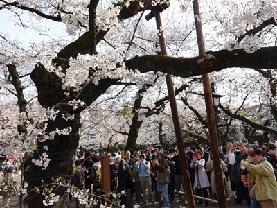 日本民間氣象公司預測　東京櫻花3/22率先綻放
