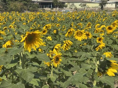 竹市休耕農田種滿向日葵　金黃花海成打卡熱點