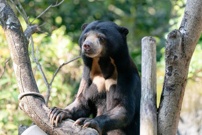 北市動物園馬來熊姐弟將赴日　肩負保育重任