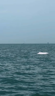 彰化鹿港外海白海豚現蹤 網友驚喜直呼好幸運