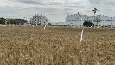 台中大雅小麥產業文化節 麥穗蹦馬戲3/7登場