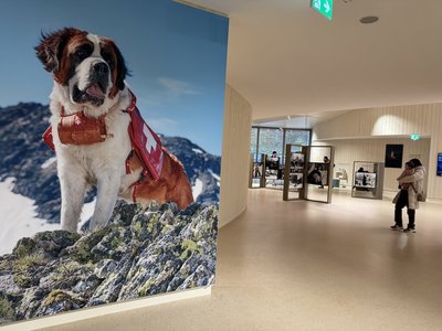 瑞士聖伯納犬「華麗轉身」 從雪地英雄到療傷大師