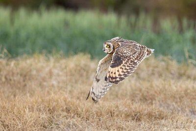 衛星追蹤傷癒猛禽蹤跡　金門多元地景有助保育