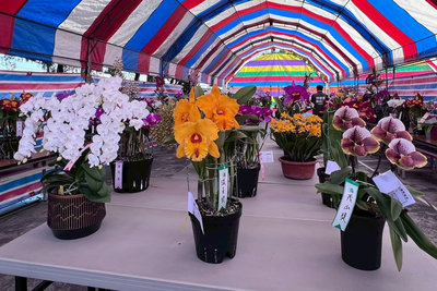 蝴蝶蘭銷美受關稅影響　南市府助推分散市場