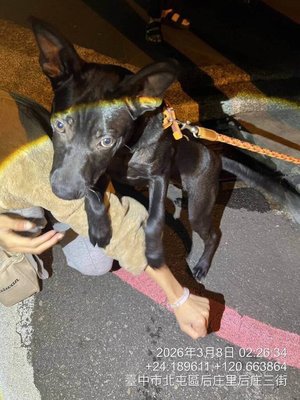 台中男涉持香菸虐狗　動保處扣留犬隻調查釐清