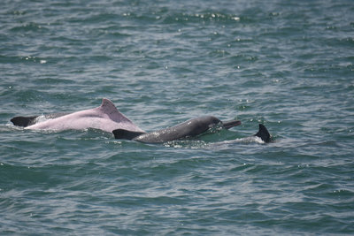 海保署公布白海豚監測成果　增4隻幼豚納個體名錄