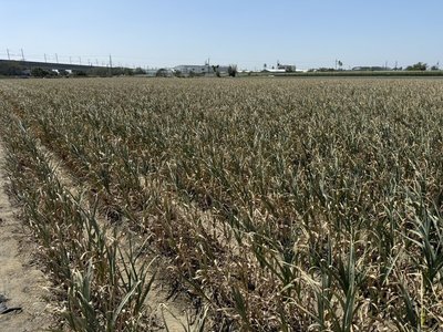 葉蟎、薊馬侵害雲林蒜田　藍營立委關切促保價收購