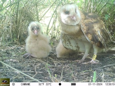 屏東復育草鴞棲地　海豐、圳寮濕地打造保護示範區