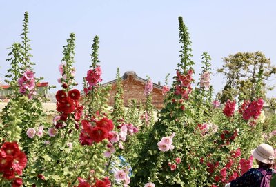 台南學甲蜀葵花文化節開幕 構築多層次五彩花毯