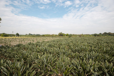 賴總統曾視察　內政部通過彰化溪州國有耕地放領案