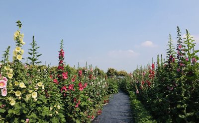 員林蜀葵花季3/28登場 市長邀民眾賞萬株花海