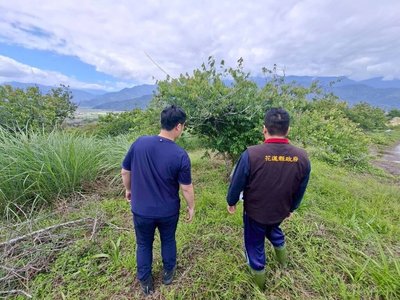 花蓮富里降雨不足 梅農可申請每公頃救助6.2萬元
