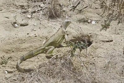 民宅旁空地見綠鬣蜥巢穴　南市府安排委外廠商巡查